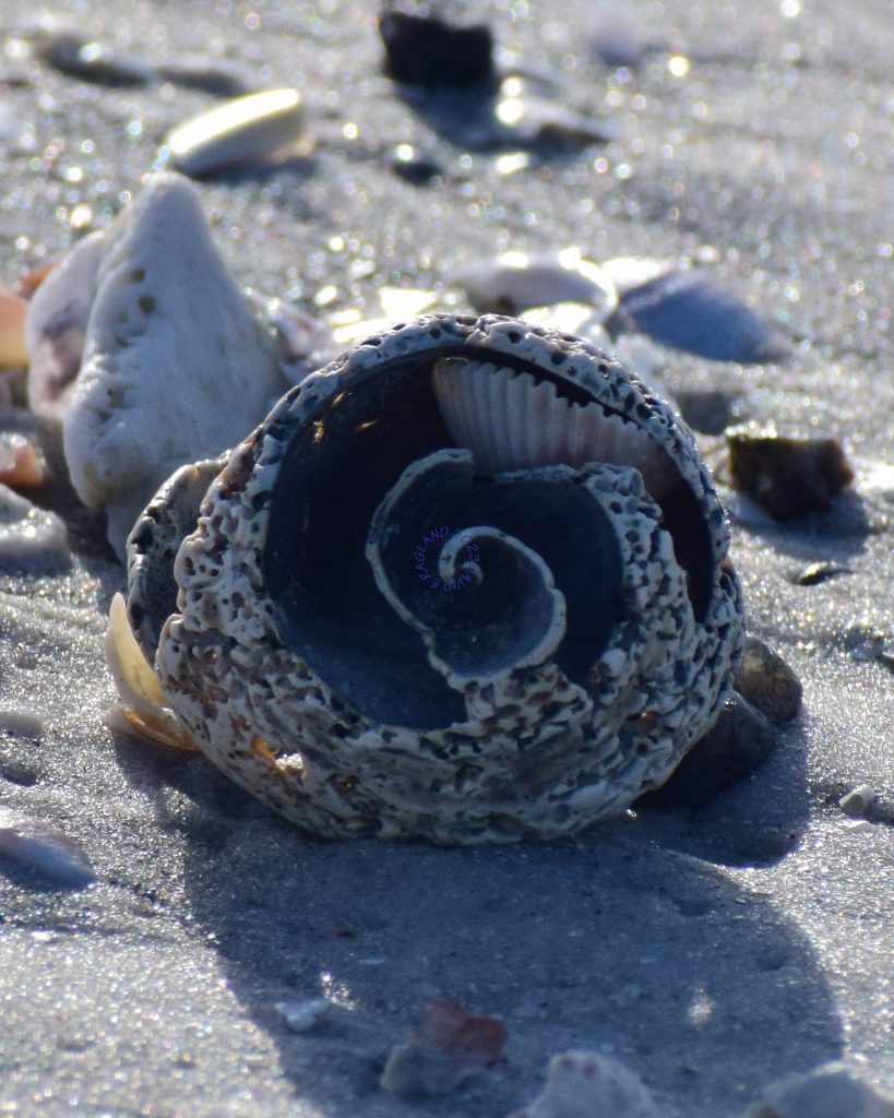 A broken conch shell in the sand wih other shells nearby. You can see the inner structure of the shell.