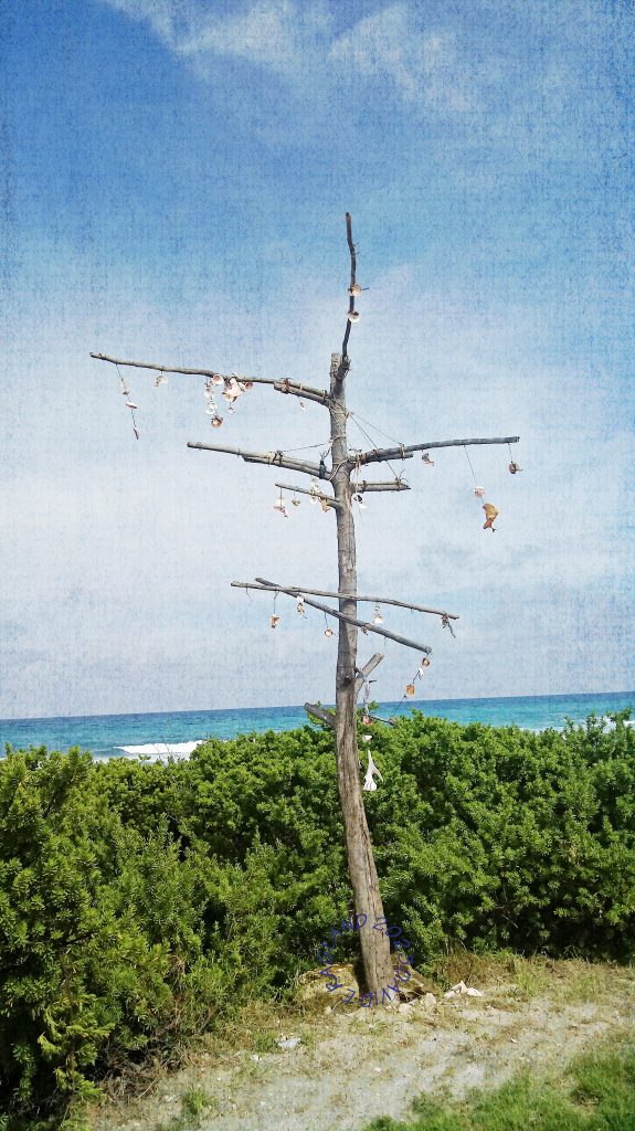 A tree filled with seashells from the beach resembling a directional device or a windchime.